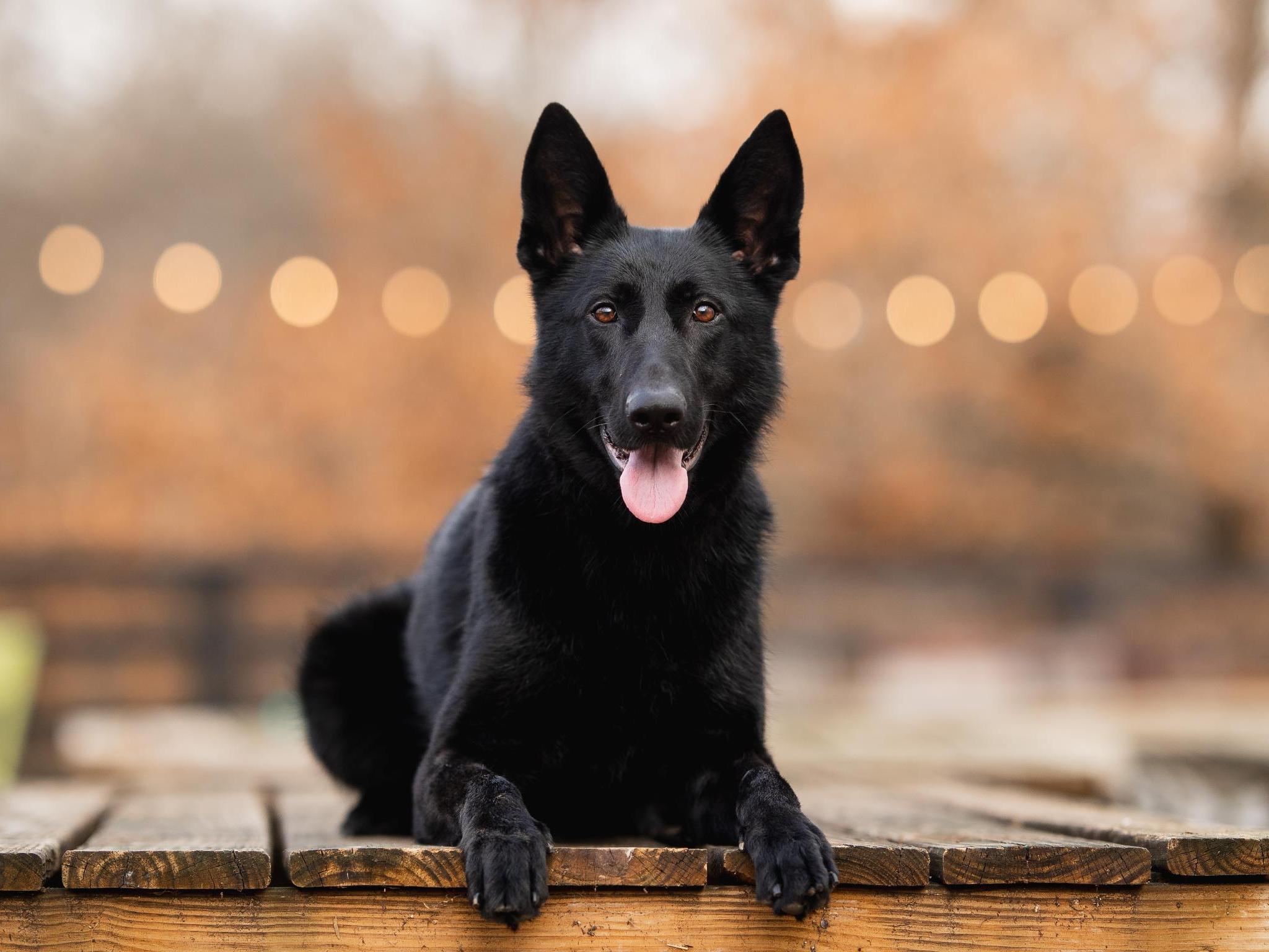 Binge von Prufenpuden