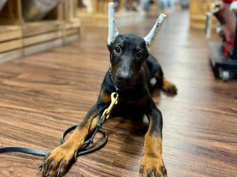 Wanda von Prufen Image