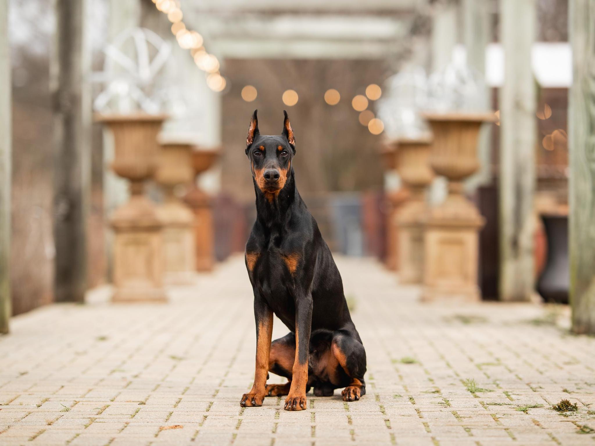 Goggins von Prufenpuden CD