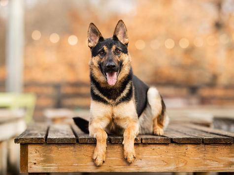 Dierks von Prufenpuden Image