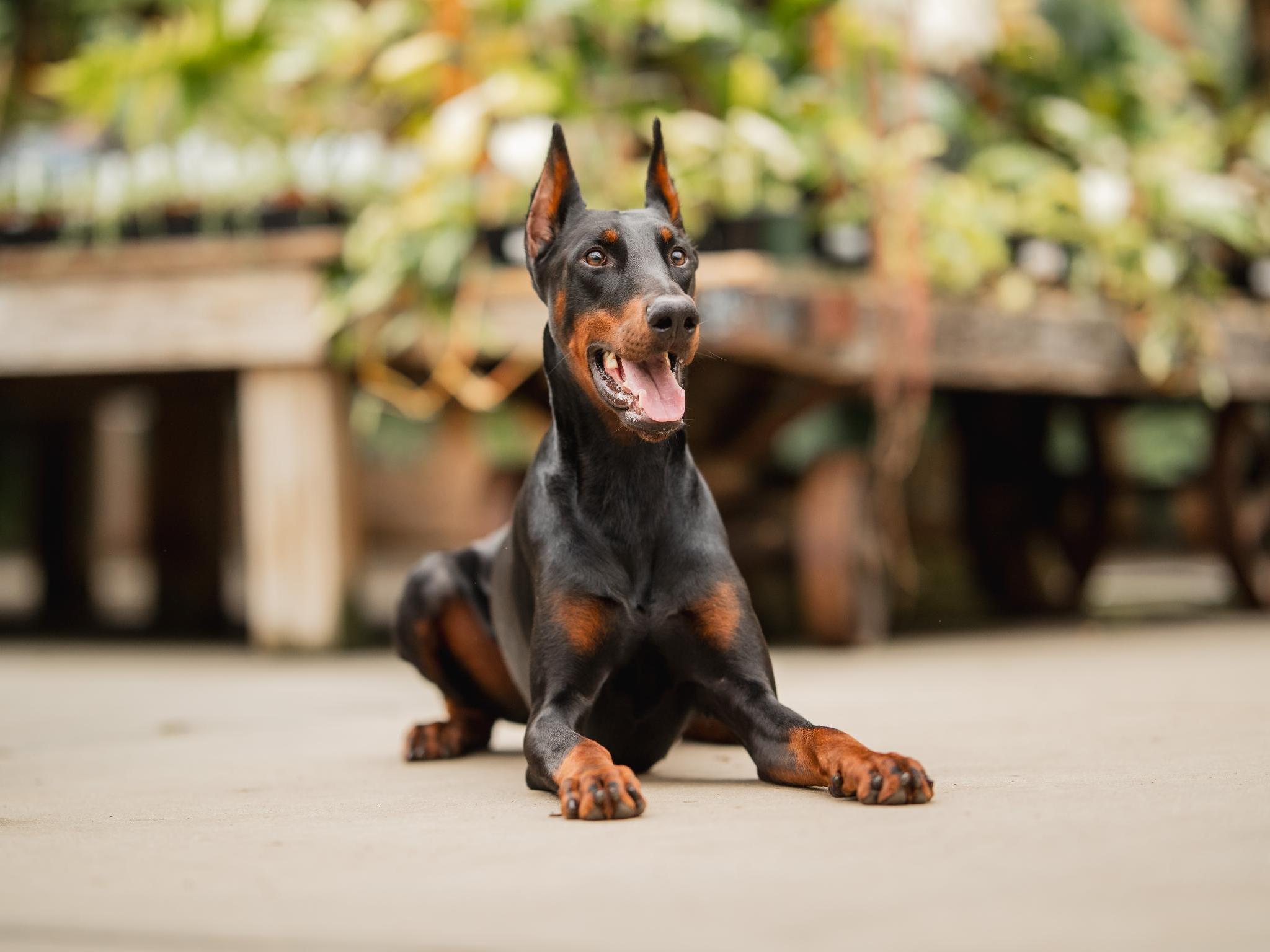 Harry von Prufenpuden