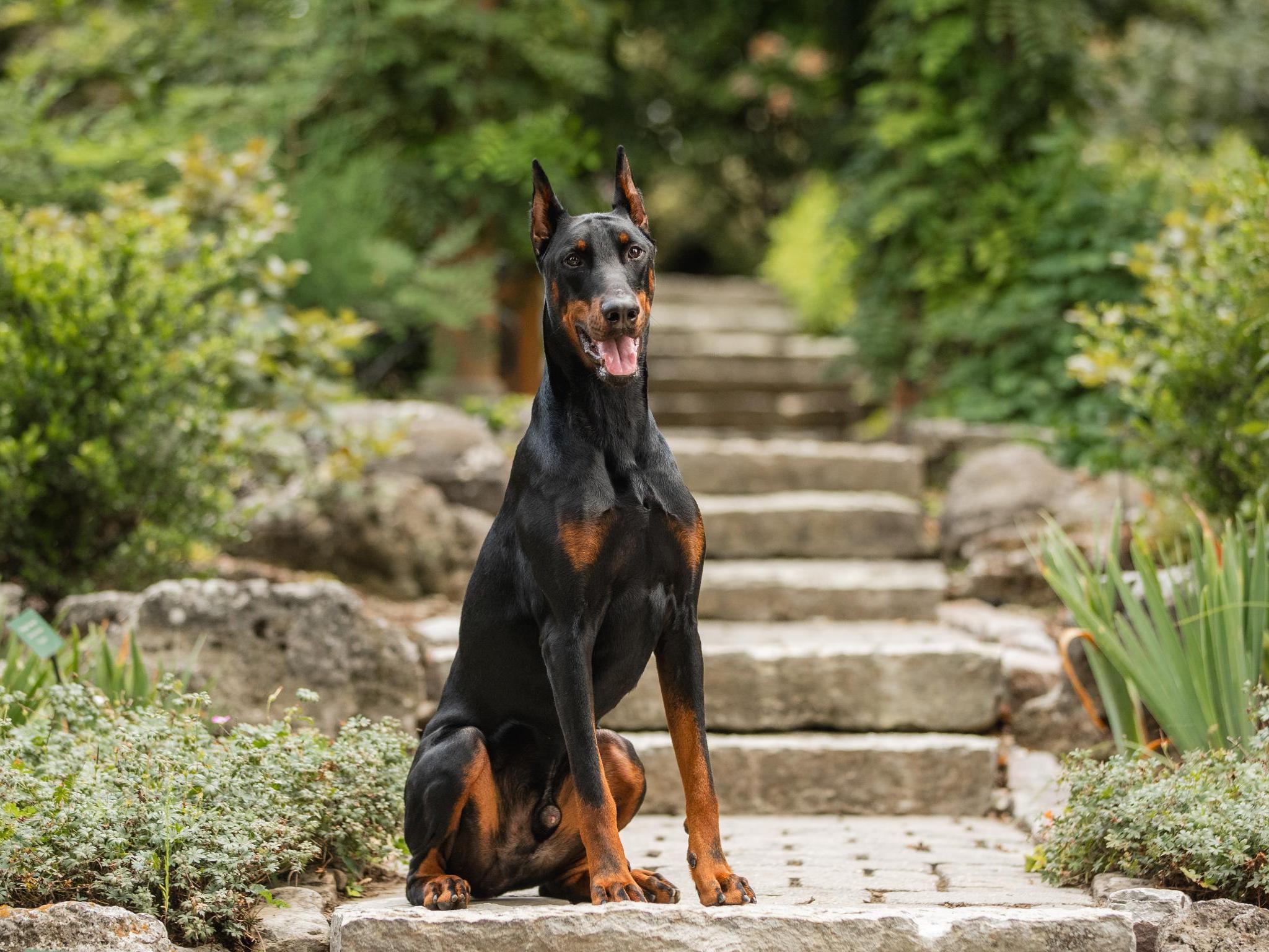 Haze von Prufenpuden