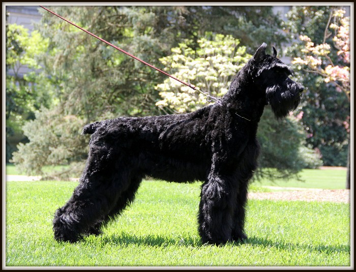 Male sales giant schnauzer